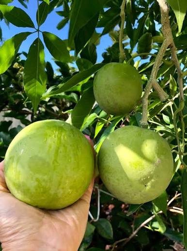 White Sapota Plants — Sapota sapling available at Agro Nursery Garden